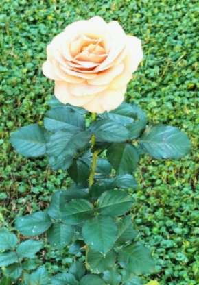 Bilocale Le Rose